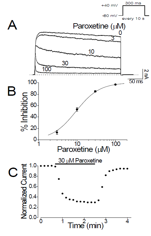 Paroxetine inhibits Kv3.1 channels in a concentration-dependent manner. (A) Potassium currents were generated by depolarizing Kv3.1-expressing CHO cells to +40 mV for 300 ms from a holding potential of -80 mV every 10 s. Paroxetine was applied to the bath solution at 3, 10, 30, and 100 μM; current traces obtained with indicated concentrations were superimposed. The dotted line represents the zero current. (B) Group data show the concentration dependence of paroxetine-induced suppression of Kv3.1 current. The amplitudes of Kv3.1 currents were measured at the end of the depolarizing pulses at various concentrations of paroxetine. Solid line, the data points were fitted with the Hill equation. Data are expressed as means ±SEM. (C) The time course of paroxetine-mediated inhibition of Kv3.1 current, which was activated by a depolarizing pulse (+40 mV for 300 ms) every 10 s. The amplitudes were measured at the end of the 300-ms depolarizing pulses. Paroxetine (30 μM) was applied to the extracellular solution. The data are from a representative cell