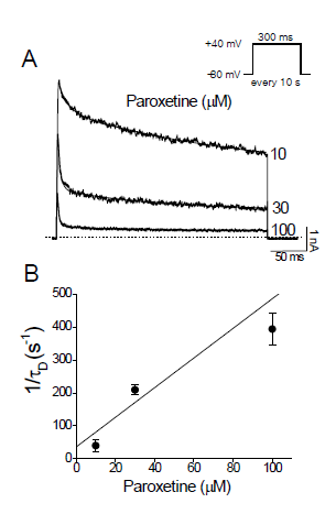 Paroxetine accelerates the decay of Kv3.1 current. (A) Kv3.1 currents were elicited by +40 mV pulses from a holding potential of -80 mV every 10 s. Traces recorded in the presence of paroxetine (10, 30, and 100 mM) were superimposed. The solid lines and dotted line represent double exponential fits and the zero current, respectively. (B) In the double exponential fits in (A), the fast component (with a time constant tD) was considered paroxetine-induced decay of Kv3.1 current because the slow component represents intrinsic channel inactivation. The inverse of tD obtained at +40 mV was plotted against paroxetine concentrations. The solid line represents the least-squares fit of the data with the equation 1/tD = k+1[D] + k-1. The binding (k+1) and unbinding (k-1) rate constants were obtained from the slope and y-intercept of the fitted line. Data are expressed as means ± SEM
