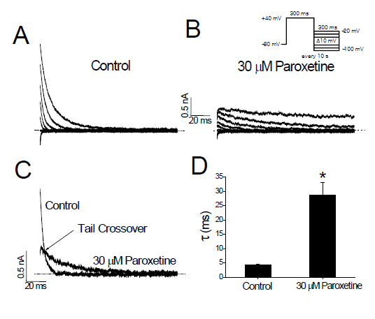 Paroxetine prolongs the deactivation time course of Kv3.1 channels. (A) Kv3.1 tail currents were induced by repolarizing pulses between -100 and -20 mV after a 300-ms depolarizing pulse of +40 mV. Only tail currents at varying repolarizing potentials are shown. (B) In the same cell, tail currents were recorded in the presence of 30 mM paroxetine. (C) Two tail currents recorded at -40 mV repolarizing potential were superimposed (selected from A and B). Note the crossover of two trail currents (arrow). The solid lines over the current traces represent the monoexponential least-squares fits of the tail currents. (D) Deactivation time constants at -40 mV repolarizing potential were obtained from the single exponential fits in (C). *P < 0.05. The dotted lines in A–C represent the zero current. Data are expressed as means ± SEM