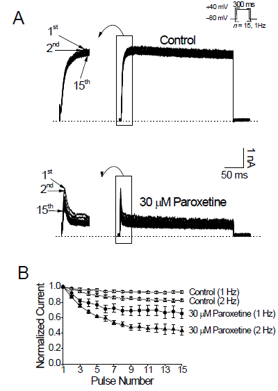 Paroxetine induces use-dependent inhibition of Kv3.1 channels. (A) Kv3.1 currents were repetitively activated by +40 mV pulses for 300 ms, 15 times at 1 Hz in the absence and presence of 30 mM paroxetine. Fifteen traces in a given stimulus train are superimposed. The dotted lines represent the zero current. Left, expanded views of the activation phases of the Kv3.1 currents. (B) The peak amplitudes of Kv3.1 currents in a given train of pulses were normalized to the peak amplitude of the first current in the same train. The depolarizing pulses were delivered at 1 (circles) or 2 Hz (triangles) in the absence (open symbols) and presence (closed symbols) of 30 mM paroxetine. Data are expressed as means ± SEM