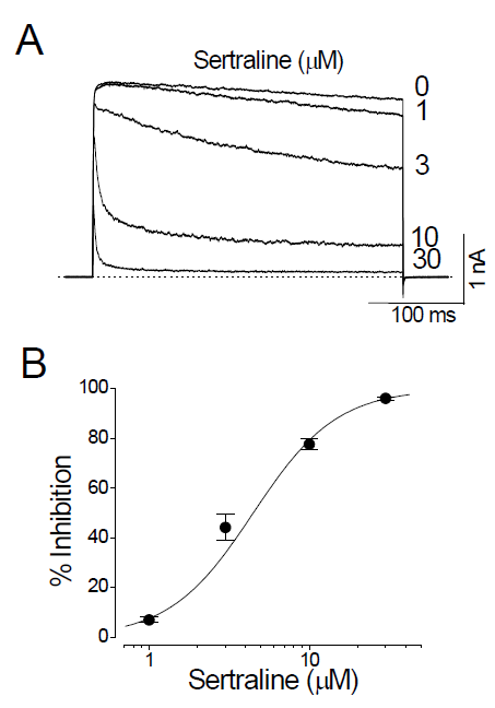 Sertraline inhibits Kv3.1 channels in a concentration-dependent manner. (A) Potassium currents were generated by depolarizing Kv3.1-expressing CHO cells to +40 mV for 300 ms from a holding potential of -80 mV every 10 s. Sertraline was applied to the bath solution at 1, 3, 10, and 30 μM; current traces obtained with indicated concentrations were superimposed. The dotted line represents the zero current. (B) Group data show the concentration dependence of sertraline-induced suppression of Kv3.1 current. The amplitudes of Kv3.1 currents were measured at the end of the depolarizing pulses at various concentrations of sertraline. Solid line, the data points were fitted with the Hill equation. Data are expressed as means ±SEM