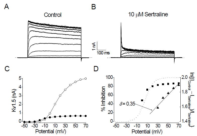 The sertraline-induced inhibition of Kv3.1 currents is dependent on membrane potential. (A) Kv3.1 currents were produced by applying 300-ms pulses between -50 and +70 mV in 10 mV increments every 10 s, from a holding potential of -80 mV. (B) Kv3.1 currents were recorded from the cell shown in (A) in the presence of 10 mM sertraline. The dotted lines in (A) and (B) represent the zero current. (C) The I-V relationships measured at the end of the test pulses in the absence (open circle) and presence (closed circle) of 10 mM sertraline. (D) Percent inhibition of Kv3.1 current was plotted against the membrane potential (closed square). The degree of current reduction was recalculated with the equation of ln{(Icontrol – Isertraline)/Isertraline} and plotted against the membrane potential (closed triangle). From the linear fit of the voltage dependence data (solid line for closed triangles), the equivalent electrical distance (d) was estimated to be 0.35 ± 0.03