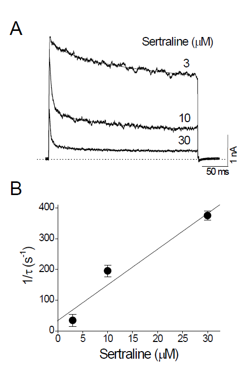 Sertraline accelerates the decay of Kv3.1 current. (A) Kv3.1 currents were elicited by +40 mV pulses from a holding potential of -80 mV every 10 s. Traces recorded in the presence of sertraline (3, 10, and 30 mM) were superimposed. The solid lines and dotted line represent double exponential fits and the zero current, respectively. (B) In the double exponential fits in (A), the fast component (with a time constant tD) was considered sertraline-induced decay of Kv3.1 current because the slow component represents intrinsic channel inactivation. The inverse of tD obtained at +40 mV was plotted against sertraline concentrations. The solid line represents the least-squares fit of the data with the equation 1/tD = k+1[D] + k-1. The binding (k+1) and unbinding (k-1) rate constants were obtained from the slope and y-intercept of the fitted line. Data are expressed as means ± SEM