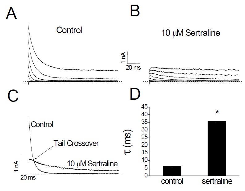 Sertraline prolongs the deactivation time course of Kv3.1 channels. (A) Kv3.1 tail currents were induced by repolarizing pulses between -100 and -20 mV after a 300-ms depolarizing pulse of +40 mV. Only tail currents at varying repolarizing potentials are shown. (B) In the same cell, tail currents were recorded in the presence of 10 mM sertraline. (C) Two tail currents recorded at -40 mV repolarizing potential were superimposed (selected from A and B). Note the crossover of two trail currents (arrow). The solid lines over the current traces represent the monoexponential least-squares fits of the tail currents. (D) Deactivation time constants at -40 mV repolarizing potential were obtained from the single exponential fits in (C). *P < 0.05. The dotted lines in A–C represent the zero current. Data are expressed as means ± SEM