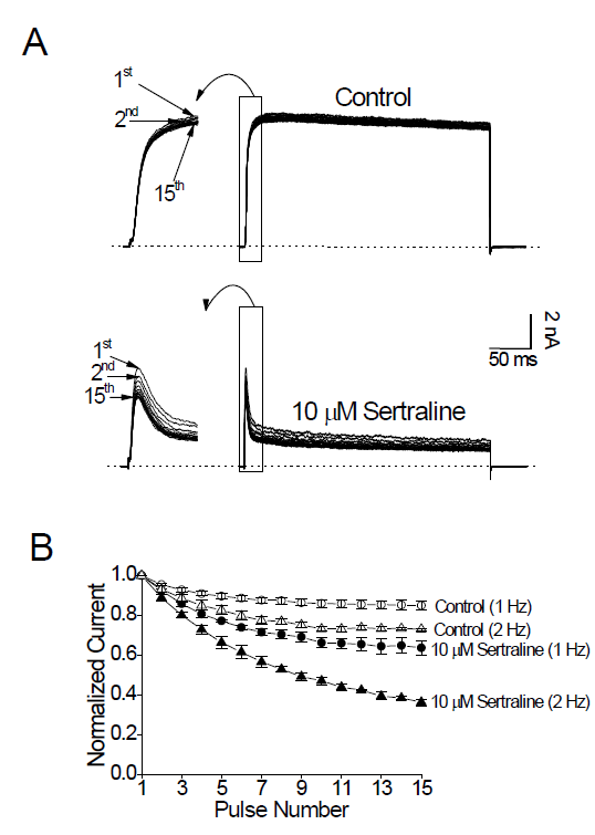 Sertraline induces use-dependent inhibition of Kv3.1 channels. (A) Kv3.1 currents were repetitively activated by +40 mV pulses for 300 ms, 15 times at 1 Hz in the absence and presence of 10 mM sertraline. Fifteen traces in a given stimulus train are superimposed. The dotted lines represent the zero current. Left, expanded views of the activation phases of the Kv3.1 currents. (B) The peak amplitudes of Kv3.1 currents in a given train of pulses were normalized to the peak amplitude of the first current in the same train. The depolarizing pulses were delivered at 1 (circles) or 2 Hz (triangles) in the absence (open symbols) and presence (closed symbols) of 10 mM sertraline. Data are expressed as means ± SEM