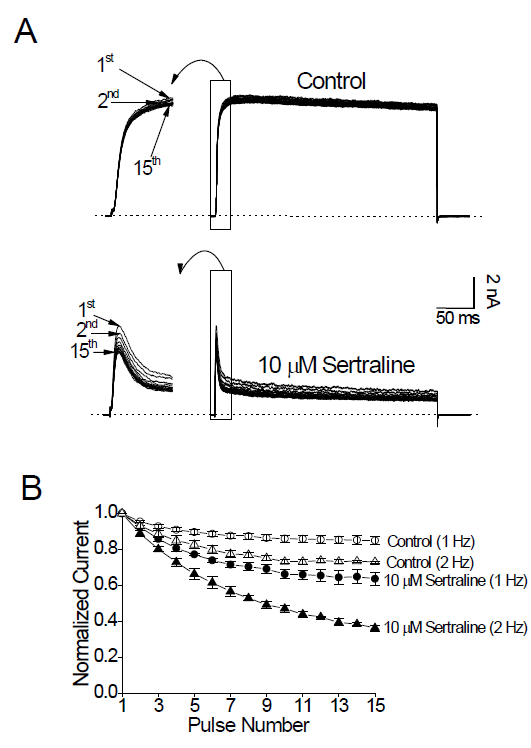 Sertraline induces use-dependent inhibition of Kv3.1 channels. (A) Kv3.1 currents were repetitively activated by +40 mV pulses for 300 ms, 15 times at 1 Hz in the absence and presence of 10 mM sertraline. Fifteen traces in a given stimulus train are superimposed. The dotted lines represent the zero current. Left, expanded views of the activation phases of the Kv3.1 currents. (B) The peak amplitudes of Kv3.1 currents in a given train of pulses were normalized to the peak amplitude of the first current in the same train. The depolarizing pulses were delivered at 1 (circles) or 2 Hz (triangles) in the absence (open symbols) and presence (closed symbols) of 10 mM sertraline. Data are expressed as means ± SEM