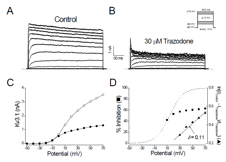 The trazodone-induced inhibition of Kv3.1 currents is dependent on membrane potential. (A) Kv3.1 currents were produced by applying 300-ms pulses between -50 and +70 mV in 10 mV increments every 10 s, from a holding potential of -80 mV. (B) Kv3.1 currents were recorded from the cell shown in (A) in the presence of 30 mM trazodone. The dotted lines in (A) and (B) represent the zero current. (C) The I-V relationships measured at the end of the test pulses in the absence (open circle) and presence (closed circle) of 30 mM trazodone. (D) Percent inhibition of Kv3.1 current was plotted against the membrane potential (closed square). The degree of current reduction was recalculated with the equation of ln{(Icontrol – Itrazodone)/Itrazodone} and plotted against the membrane potential (closed triangle). From the linear fit of the voltage dependence data (solid line for closed triangles), the equivalent electrical distance (d) was estimated to be 0.11 ± 0.01