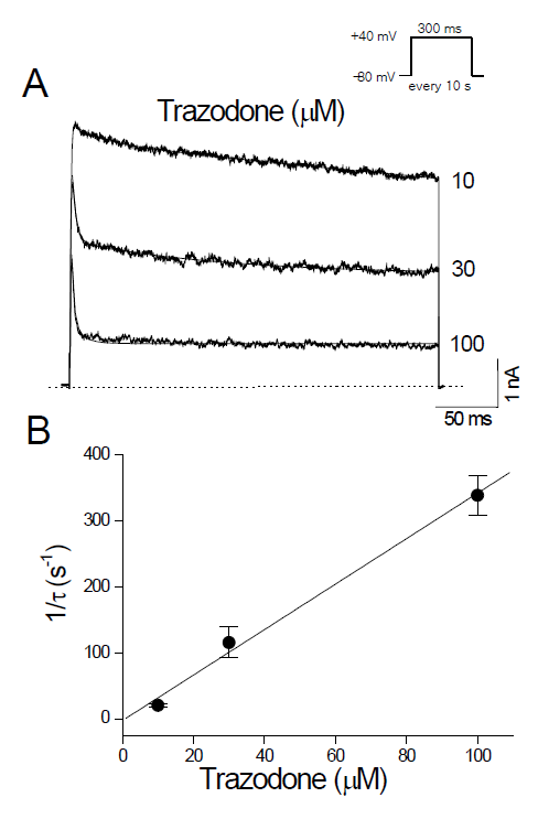 Trazodone accelerates the decay of Kv3.1 current. (A) Kv3.1 currents were elicited by +40 mV pulses from a holding potential of -80 mV every 10 s. Traces recorded in the presence of trazodone (10, 30, and 100 mM) were superimposed. The solid lines and dotted line represent double exponential fits and the zero current, respectively. (B) In the double exponential fits in (A), the fast component (with a time constant tD) was considered trazodone-induced decay of Kv3.1 current because the slow component represents intrinsic channel inactivation. The inverse of tD obtained at +40 mV was plotted against trazodone concentrations. The solid line represents the least-squares fit of the data with the equation 1/tD = k+1[D] + k-1. The binding (k+1) and unbinding (k-1) rate constants were obtained from the slope and y-intercept of the fitted line. Data are expressed as means ± SEM