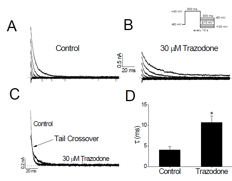 Trazodone prolongs the deactivation time course of Kv3.1 channels. (A) Kv3.1 tail currents were induced by repolarizing pulses between -100 and -20 mV after a 300-ms depolarizing pulse of +40 mV. Only tail currents at varying repolarizing potentials are shown. (B) In the same cell, tail currents were recorded in the presence of 30 mM trazodone. (C) Two tail currents recorded at -40 mV repolarizing potential were superimposed (selected from A and B). Note the crossover of two trail currents (arrow). The solid lines over the current traces represent the monoexponential least-squares fits of the tail currents. (D) Deactivation time constants at -40 mV repolarizing potential were obtained from the single exponential fits in (C). *P < 0.05. The dotted lines in A–C represent the zero current. Data are expressed as means ± SEM