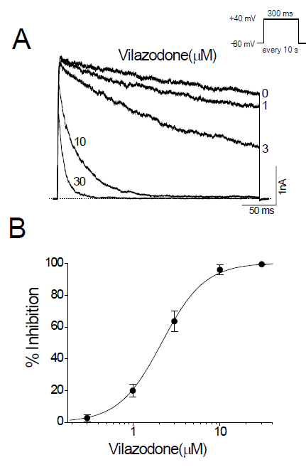 Vilazodone inhibits Kv3.1 channels in a concentration-dependent manner. (A) Potassium currents were generated by depolarizing Kv3.1-expressing CHO cells to +40 mV for 300 ms from a holding potential of -80 mV every 10 s. Vilazodone was applied to the bath solution at 1, 3, 10, and 30 μM; current traces obtained with indicated concentrations were superimposed. The dotted line represents the zero current. (B) Group data show the concentration dependence of paroxetine-induced suppression of Kv3.1 current. The amplitudes of Kv3.1 currents were measured at the end of the depolarizing pulses at various concentrations of paroxetine. Solid line, the data points were fitted with the Hill equation. Data are expressed as means ±SEM