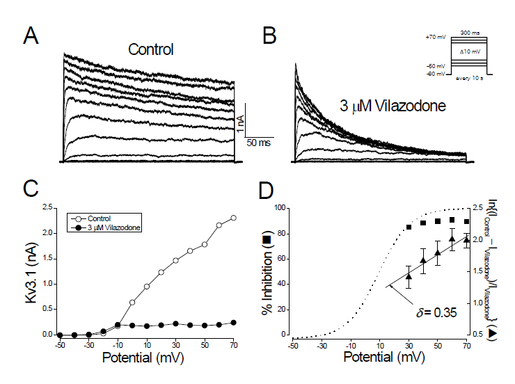 The vilazodone-induced inhibition of Kv3.1 currents is dependent on membrane potential. (A) Kv3.1 currents were produced by applying 300-ms pulses between -50 and +70 mV in 10 mV increments every 10 s, from a holding potential of -80 mV. (B) Kv3.1 currents were recorded from the cell shown in (A) in the presence of 3 mM vilazodone. The dotted lines in (A) and (B) represent the zero current. (C) The I-V relationships measured at the end of the test pulses in the absence (open circle) and presence (closed circle) of 3 mM vilazodone. (D) Percent inhibition of Kv3.1 current was plotted against the membrane potential (closed square). The degree of current reduction was recalculated with the equation of ln{(Icontrol – Ivilazodone)/Ivilazodone} and plotted against the membrane potential (closed triangle). From the linear fit of the voltage dependence data (solid line for closed triangles), the equivalent electrical distance (d) was estimated to be 0.35 ± 0.02