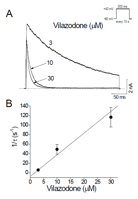 Vilazodone accelerates the decay of Kv3.1 current. (A) Kv3.1 currents were elicited by +40 mV pulses from a holding potential of -80 mV every 10 s. Traces recorded in the presence of paroxetine (3, 10, and 30 mM) were superimposed. The solid lines and dotted line represent double exponential fits and the zero current, respectively. (B) In the double exponential fits in (A), the fast component (with a time constant tD) was considered paroxetine-induced decay of Kv3.1 current because the slow component represents intrinsic channel inactivation. The inverse of tD obtained at +40 mV was plotted against vilazodone concentrations. The solid line represents the least-squares fit of the data with the equation 1/tD = k+1[D] + k-1. The binding (k+1) and unbinding (k-1) rate constants were obtained from the slope and y-intercept of the fitted line. Data are expressed as means ± SEM