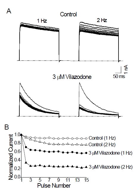 Vilazodone induces use-dependent inhibition of Kv3.1 channels. (A) Kv3.1 currents were repetitively activated by +40 mV pulses for 300 ms, 15 times at 1 Hz in the absence and presence of 3 mM vilazodone. Fifteen traces in a given stimulus train are superimposed. The dotted lines represent the zero current. (B) The peak amplitudes of Kv3.1 currents in a given train of pulses were normalized to the peak amplitude of the first current in the same train. The depolarizing pulses were delivered at 1 (circles) or 2 Hz (triangles) in the absence (open symbols) and presence (closed symbols) of 3 mM vilazodone. Data are expressed as means ± SEM