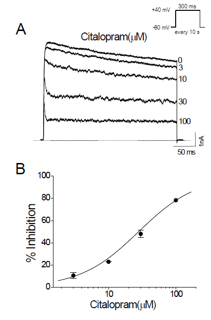 Citalopram inhibits Kv3.1 channels in a concentration-dependent manner. (A) Potassium currents were generated by depolarizing Kv3.1-expressing CHO cells to +40 mV for 300 ms from a holding potential of -80 mV every 10 s. Citalopram was applied to the bath solution at 3, 10, 30, and 100 mM; current traces obtained with indicated concentrations were superimposed. The dotted line represents the zero current. (B) Group data show the concentration dependence of citalopram-induced suppression of Kv3.1 current. The amplitudes of Kv3.1 currents were measured at the end of the depolarizing pulses at various concentrations of citalopram. Solid line, the data points were fitted with the Hill equation. Data are expressed as means ± SEM