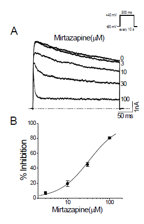 Mirtazapine inhibits Kv3.1 channels in a concentration-dependent manner. (A) Potassium currents were generated by depolarizing Kv3.1-expressing CHO cells to +40 mV for 300 ms from a holding potential of -80 mV every 10 s. Mirtazapine was applied to the bath solution at 3, 10, 30, and 100 μM; current traces obtained with indicated concentrations were superimposed. The dotted line represents the zero current. (B) Group data show the concentration dependence of mirtazapine-induced suppression of Kv3.1 current. The amplitudes of Kv3.1 currents were measured at the end of the depolarizing pulses at various concentrations of mirtazapine. Solid line, the data points were fitted with the Hill equation. Data are expressed as means ±SEM.