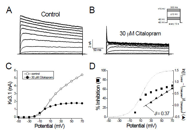 The citalopram-induced inhibition of Kv3.1 currents is dependent on membrane potential. (A) Kv3.1 currents were produced by applying 300-ms pulses between -50 and +70 mV in 10 mV increments every 10 s, from a holding potential of -80 mV. (B) Kv3.1 currents were recorded from the cell shown in (A) in the presence of 30 mM citalopram. The dotted lines in (A) and (B) represent the zero current. (C) The I-V relationships measured at the end of the test pulses in the absence (open circle) and presence (closed circle) of 30 mM citalopram. (D) Percent inhibition of Kv3.1 current was plotted against the membrane potential (closed square). The degree of current reduction was recalculated with the equation of ln{(Icontrol – Icitalopram)/Icitalopram} and plotted against the membrane potential (closed triangle). From the linear fit of the voltage dependence data (solid line for closed triangles), the equivalent electrical distance (d) was estimated to be 0.37 ± 0.03