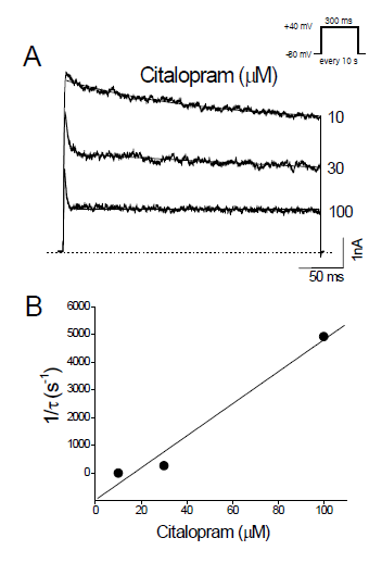 Citalopram accelerates the decay of Kv3.1 current. (A) Kv3.1 currents were elicited by +40 mV pulses from a holding potential of -80 mV every 10 s. Traces recorded in the presence of citalopram (10, 30, and 100 mM) were superimposed. The solid lines and dotted line represent double exponential fits and the zero current, respectively. (B) In the double exponential fits in (A), the fast component (with a time constant tD) was considered paroxetine-induced decay of Kv3.1 current because the slow component represents intrinsic channel inactivation. The inverse of tD obtained at +40 mV was plotted against citalopram concentrations. The solid line represents the least-squares fit of the data with the equation 1/tD = k+1[D] + k-1. The binding (k+1) and unbinding (k-1) rate constants were obtained from the slope and y-intercept of the fitted line. Data are expressed as means ± SEM