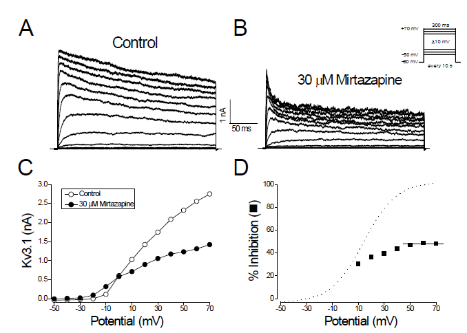 The mirtazapine-induced inhibition of Kv3.1 currents is dependent on membrane potential. (A) Kv3.1 currents were produced by applying 300-ms pulses between -50 and +70 mV in 10 mV increments every 10 s, from a holding potential of -80 mV. (B) Kv3.1 currents were recorded from the cell shown in (A) in the presence of 30 mM mirtazapine. The dotted lines in (A) and (B) represent the zero current. (C) The I-V relationships measured at the end of the test pulses in the absence (open circle) and presence (closed circle) of 30 mM mirtazapine. (D) Percent inhibition of Kv3.1 current was plotted against the membrane potential (closed square).