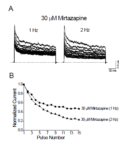 Mirtazapine induces use-dependent inhibition of Kv3.1 channels. (A) Kv3.1 currents were repetitively activated by +40 mV pulses for 300 ms, 15 times at 1 Hz in the presence of 30 mM mirtazapine. Fifteen traces in a given stimulus train are superimposed. The dotted lines represent the zero current. (B) The peak amplitudes of Kv3.1 currents in a given train of pulses were normalized to the peak amplitude of the first current in the same train. The depolarizing pulses were delivered at 1 (circles) or 2 Hz (triangles) in the presence (closed symbols) of 30 mM mirtazapine. Data are expressed as means ± SEM