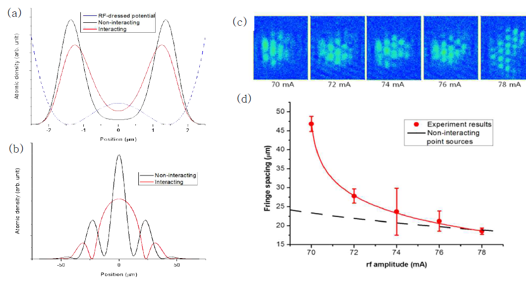 (a) RF입은 이중우물 퍼텐셜 속 분리된 응축원자의 분포 (b) 분리된 응축원자의 자유팽창 (15 ms)에 의한 중첩에 의해 나타난 원자 간섭 무늬 계산 (c) RF필드의 세기에 따른 분리된 응축원자에 의한 간섭무늬 (d) RF필드의 세기에 따른 간섭무늬의 간격 변화