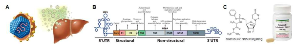 (A) HCV의 구조. (B) HCV genome 구조. (C) sofosbuvir의 구조