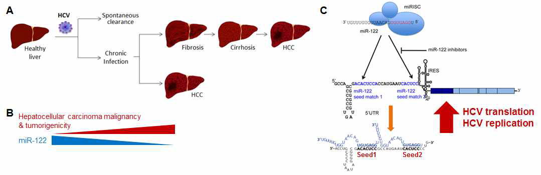 (A) HCV의 감염과 간세포암의 진행. (B) HCV 유발 간세포암의 진행과 miR-122 발현의 inverse correlation. (C) HCV의 번역/복제에서 miR-122의 HCV 5′ 말단 2개의 표적 seed의 핵심역할