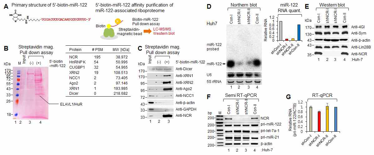 (A) 5′ 바이오틴화 miR-122의 구조. (B) 바이오틴화 miR-122 결합 LC-MS/MS 기법. (C) miR-122 결합 프로티옴의 분석. miR-122결합단백질의 western blot. NCR은 miR-122에 강력하고 특이적으로 결합함. (D~G) NCR의 depletion은 miR-122의 발현을 post-Drosha 수준에서 감소시킴