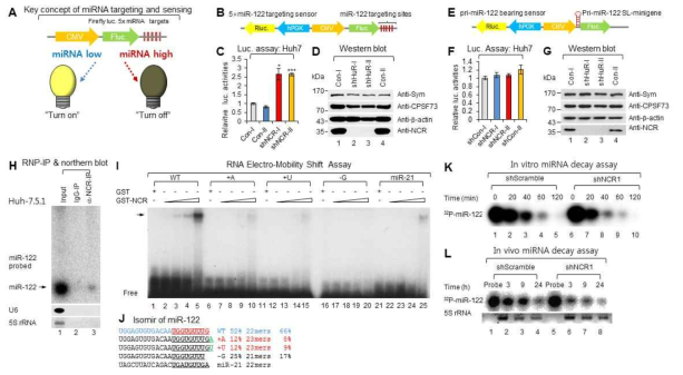 miR-122의 5개 표적서열을 가지는 양방향 sensor를 통한 NCR의 miR-122 영향조사. (A) pLJ-Duo-5xmiR-122 lentivirus 구조. (B~G) shNCR 처리결과. (H) RNP-IP coupled northern blot. (I) GST-NCR을 이용한 RNA electro-mobility shift assay (REMSA) 결과. (J) miR-122의 isomiR 구조. (K-L) in vitro & in vivo miR-122 decay assay 결과