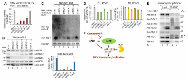 추가 핵심분자기구로 동정된 NCK1와 HCV의 복제/증식 상관관계. 항암제 compound-R의 잠재적 표적인 세포내 인산화효소 NCK1은 miR-122 생합성 및 NCR 조절을 통한 HCV 증식을 조절함