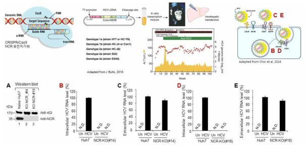 NCR knockout은 감염성 HCV의 복제-증식을 저지함