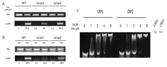 Msmeg WT, Δcrp1, Δcrp2 균주에서 cydA의 발현과 CRP의 표적 DNA와의 결합 (A) Msmeg WT 균주와 crp1, Δcrp2 mutant는 호기적 조건에서 OD600 0.45-0.5까지 배양한 후, 100 μM KCN을 15분 처리함. cydA 유전자의 발현을 real-time PCR과 RT-PCR로 확인함. cydA transcript의 양은 16S rRNA로 보정함. Real-time PCR 수행 시, WT에서 KCN을 처리하지 않은 cydA 발현양을 1로 정의하고 mutant에서의 발현양을 fold change 값으로 표현함. (B) Msmeg WT 균주와 crp1, Δcrp2 mutant를 유산소 (Aer) 또는 15시간의 저산소 (Hyp) 조건에서 배양하였음. RT-PCR을 통해 cydA transcript의 양을 확인. (C) 정제한 CRP1과 CRP2 단백질 0, 1, 2, 4, 6, 8 μM을 각각 cydA의 조절 부위를 포함하는 DNA 10 nmol과 25℃에서 20분간 반응시킨 후 EMSA를 수행함
