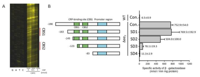 DNaseⅠ footprinting을 통한 cydA 상위서열 상의 CRP 결합서열(CBS) 발굴과 호흡억제 조건에서 cydA 발현 유도에 대한 CBS 역할 규명 (A) 정제한 CRP1 단백질 0, 0.5, 1 nM을 각각 cydA의 조절 부위를 포함하는 TAMRA로 표지된 DNA 5 pmol과 25℃에서 10분간 반응시킨 후, 0.004 U/㎕ DNaseⅠ을 처리하여 25℃에서 2분간 반응. 반응이 끝난 DNA 단편은 6% denaturing polyacrylamide gel에 전기영동 후 ABI Prism 377 DNA sequencer (Applied Biosystems 사)로 분석. CRP1과 결합하는 부위는 빨간 선으로 표시하고 각각을 CBS1, CBS2로 표시. (B) cydA::lacZ translational fusion 벡터(pNCIIcydA)를 가지고 있는 Msmeg WT 균주와 CBS1, CBS2를 결실한 cydA::lacZ translational fusion을 가지고 있는 Δ aa3 mutant 균주를 유산소 조건에서 OD600 0.45-0.5까지 배양한 후 β-galactosidase 활성을 이용하여 promoter 활성을 측정