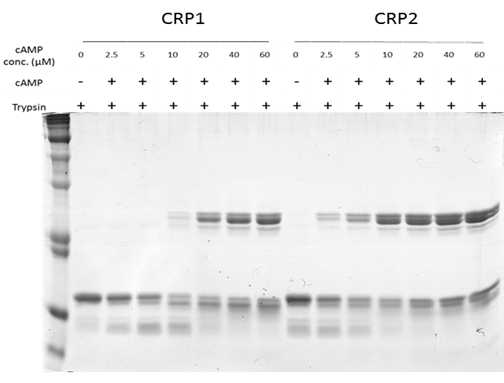 CRP1과 CRP2의 cAMP에 의한 conformation 변화 확인 CRP1, CRP2는 5 μg을 사용하였고 여러 농도의 cAMP와 반응 후 0.3 μg의 trypsin를 처리한 후. SDS-PAGE를 수행함