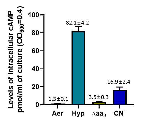호흡억제 조건에서의 Msmeg 내의 cAMP 정량 분석 Msmeg WT 균주와 Δaa3 mutant는 호기적 조건에서 OD600 0.45-0.5까지 배양함 (Aer) 또는 15시간의 저산소 (Hyp) 조건에서 배양함. Δaa3 mutant는 호기적 조건에서 OD600 0.45-0.5까지 배양함. KCN처리 조건은 Msmeg WT 균주를 호기적 조건에서 OD600 0.45-0.5까지 배양한 후, 100 μM KCN을 1시간 처리함. 세포 내 cAMP농도는 Direct cyclic AMP enzyme immunoassay kit를 이용하여 측정