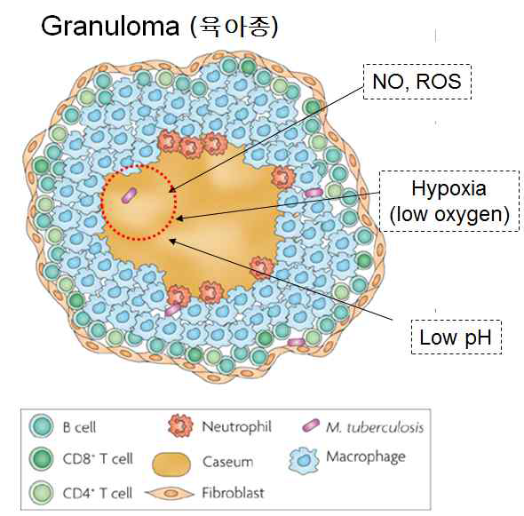 Mtb가 감염된 폐에 형성되는 육아종의 구조와 육아종 내부 환경