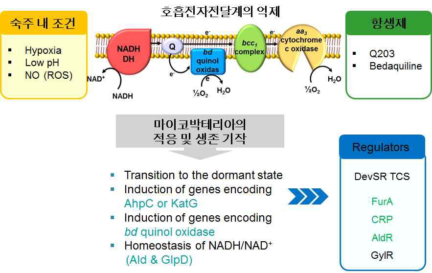 Mtb와 Msmeg의 호흡전자전달계. 호흡전자전달계를 억제하는 육아종 내 조건과 최근 개발된 전자전달계 억제 항생제. Q203은 cytochrome bc1 complex inhibitor이고 bedaquiline은 ATP synthase inhibitor임. ATP synthase의 억제는 전자전달계를 억제시킴. 본 연구에서 다룰 호흡전자전달계 억제조건에서 발현이 유도되는 효소계와 해당 유전자의 발현조절에 관련이 있는 조절계. 약어. NADH DH, NADH dehydrogenase; Q, menaquinol/menaquinol pool