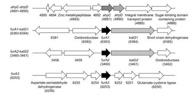 ahpC, furA1, furA2, furA3 주변의 유전자 배열