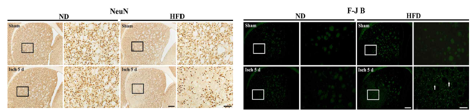 정상 및 고지방식이 사료를 공급한 군의 striatum에서 신경세포 사멸 패턴 규명