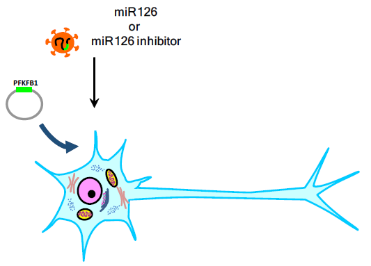 miR126와 PFKFB1유전자 발현 조절 연구: 번역단계 조절이해 (연구내용 2-3)