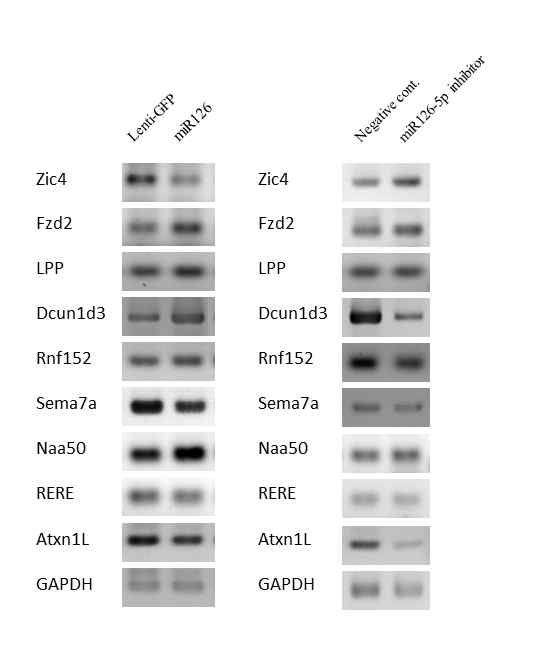 miR126 발현조절이 대사 및 세포생존 관련 유전자 발현에 미치는 영향 연구