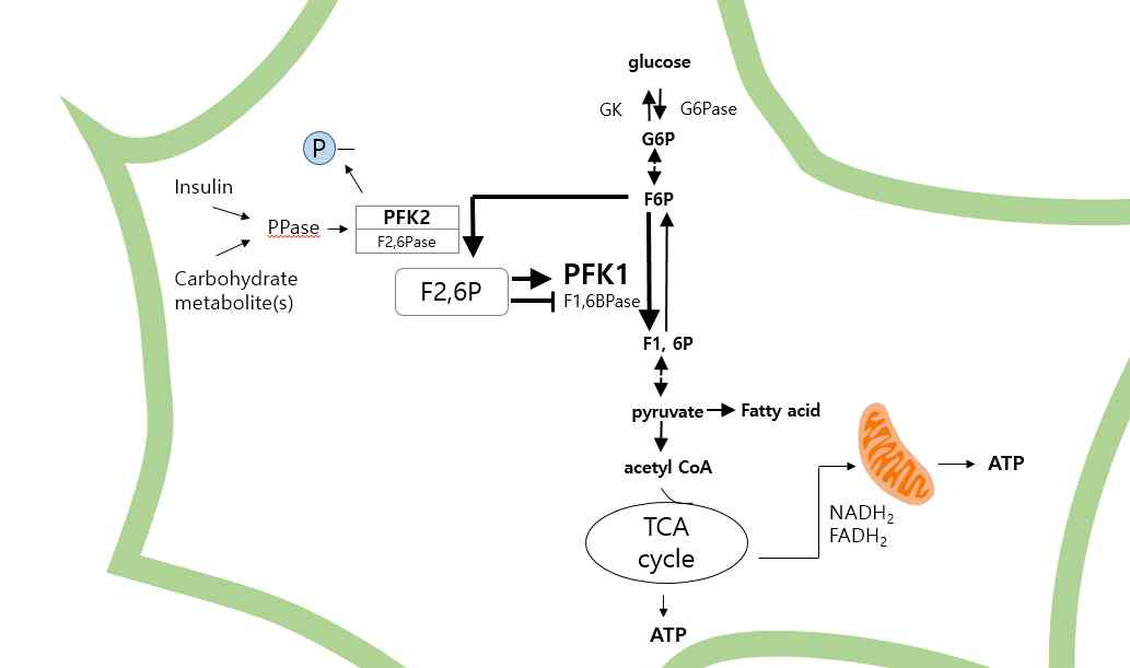 세포내 대사과정중의 PFKFB1 기능 요약