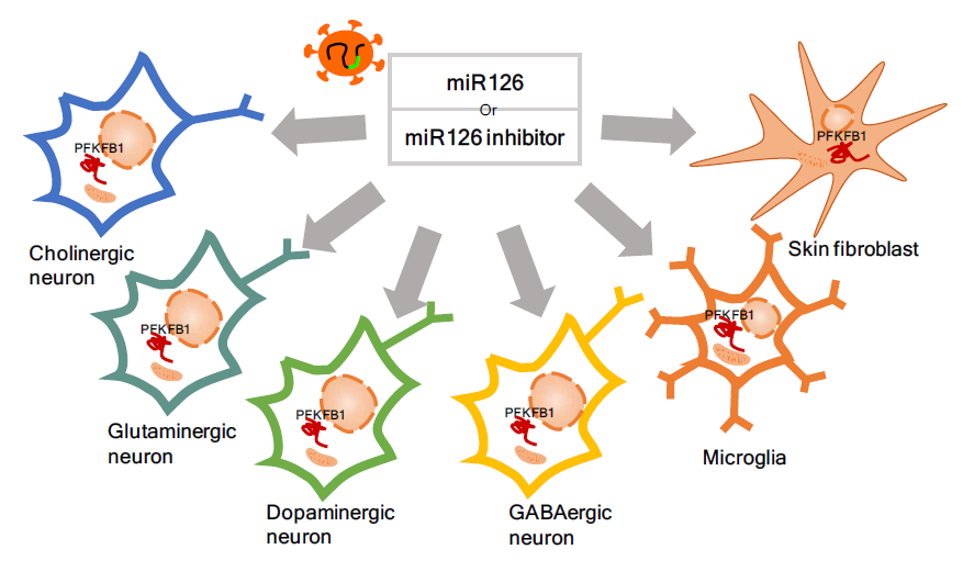 miR126 유전자 전이를 위한 세포모델 요약