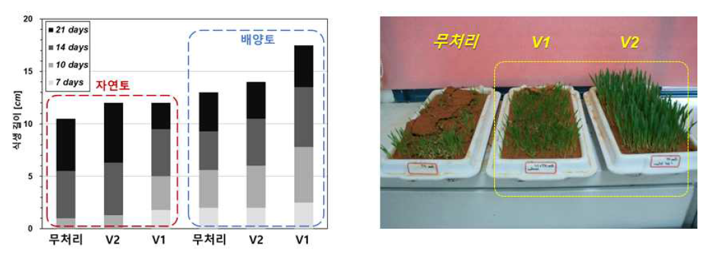 (좌) 식생용 바이오폴리머 식물생장시험 결과, (우) 생장 14일 후
