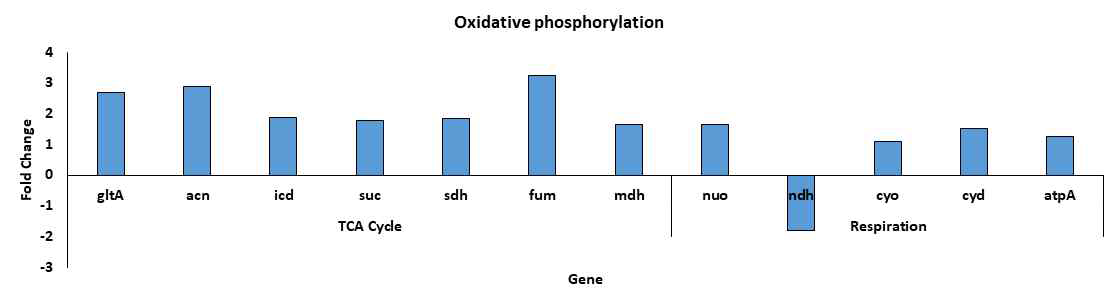 산화적 인산화 관련 유전자의 전사량의 변화