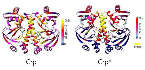 야생종과 돌연변이형의 Crp의 구조적인 변화