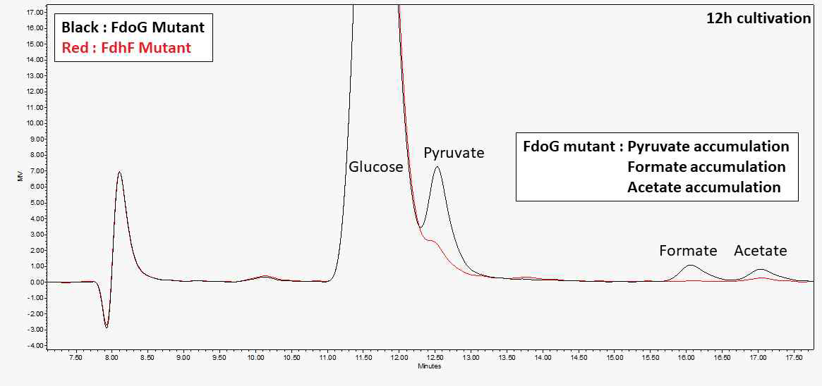FdoG와 FdhF 돌연변이 균주에서의 Formate 소비 측정
