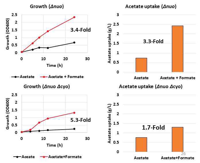 아세트산 조건에서의 Formate와 Nitrate 공급에 따른 아세트산 섭취속도의 변화