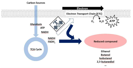미생물 전자전달계의 조절 모식도