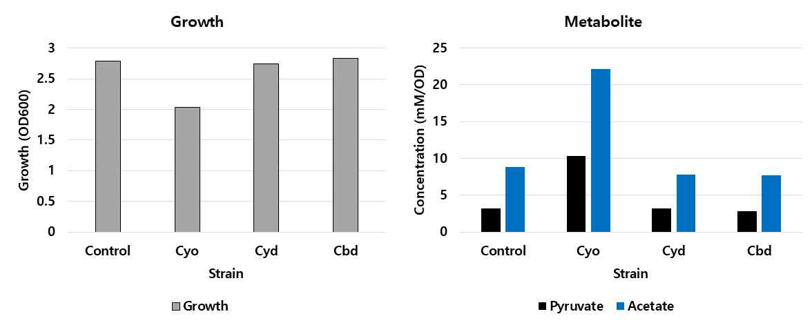 호기조건에서 Cytochrome oxidase 돌연변이의 성장정도와 대사체 분석