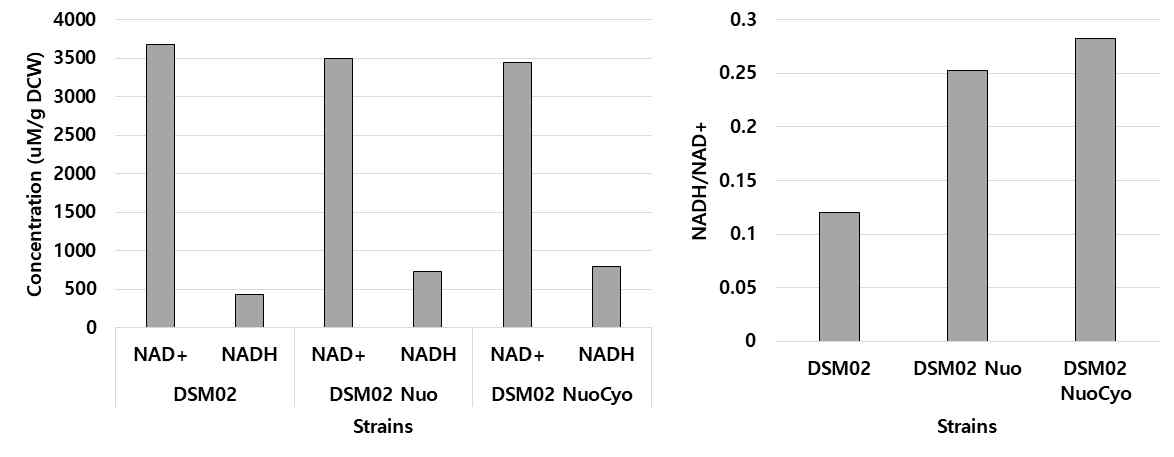 전자전달계 돌연변이 균주에서의 NADH, NAD+ 정량 데이터